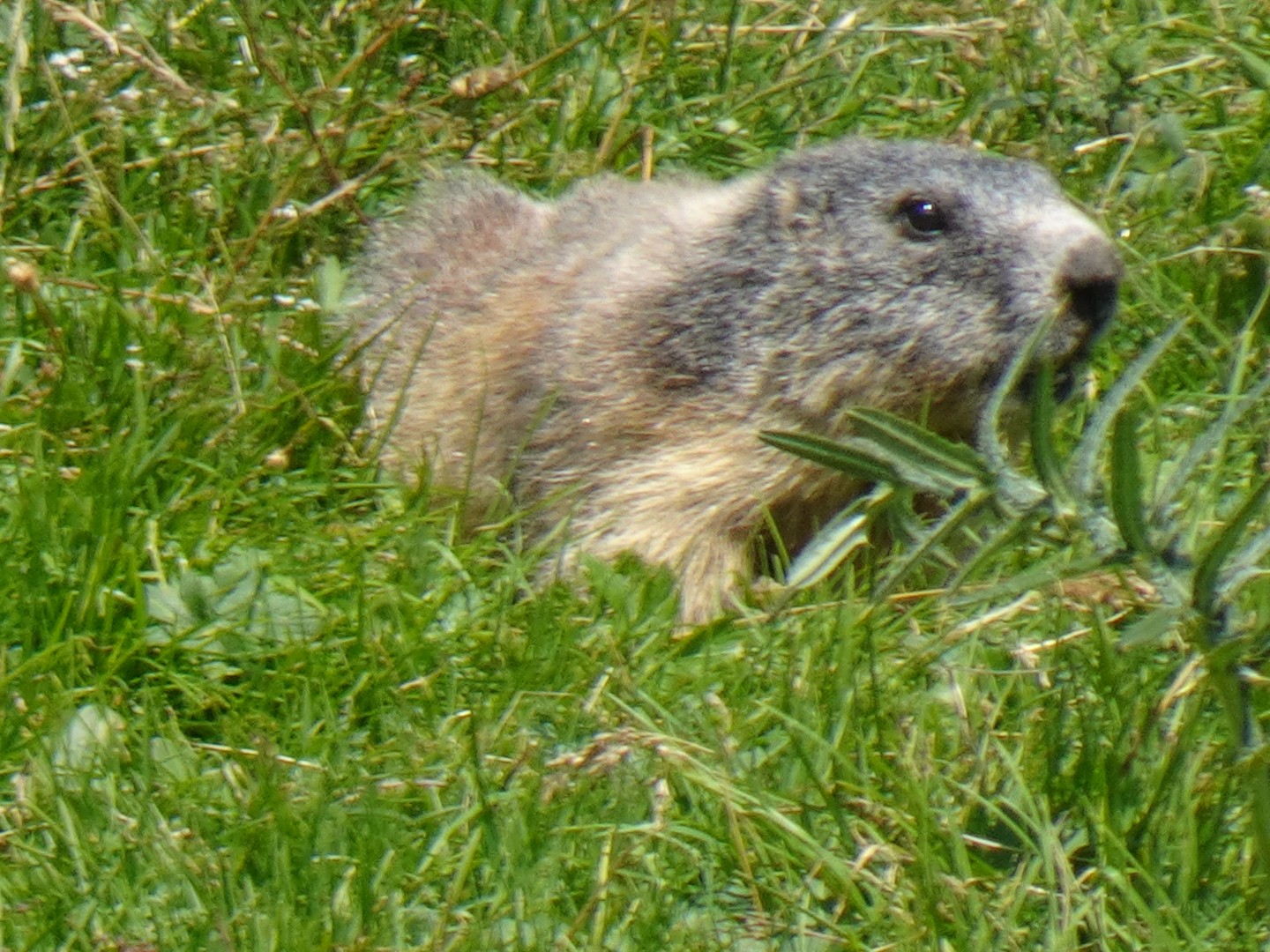 Marmotte à Castérino